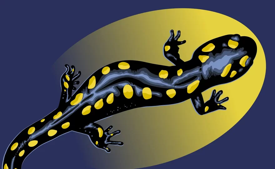 10th Solothurn Culture Night